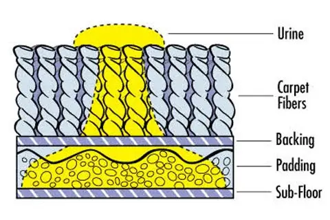 Pet urine in the carpet